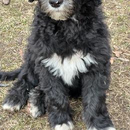 Benny- Orange collar - Black and white Sheepadoodle puppy in Eleva, Wisconsin from Molly’s Doodles