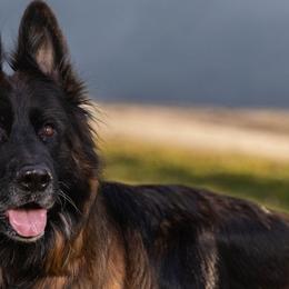 German Shepherds from Valhalla German Shepherds