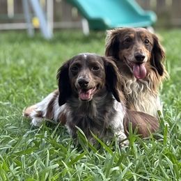 Dachshund puppies from Whitesboro Dachshund