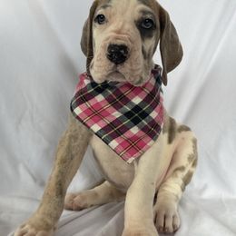 Ida - Harlequin female Great Dane puppy in Michigan from Ohana Great Danes of Michigan