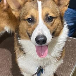 Pembroke Welsh Corgis from Tower Hill Corgis