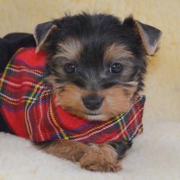 Shiba Inu and Yorkshire Terrier Puppies from Royal Kennels