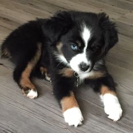 Miniature Australian Shepherds and Toy Australian Shepherds from Sunset View Farms