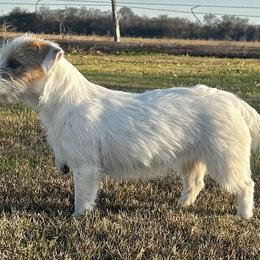 Russell Terriers from Bar Rafter C Shorty Jacks