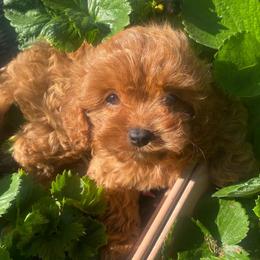 Maraschino - Red female Cavapoo puppy in Orinda, California from Amore Cavaliers