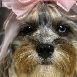 Bernedoodles, Cavapoos, Goldendoodles, and Poodles from Christine Greenberg