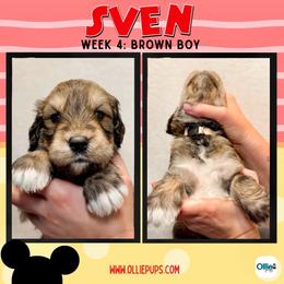 Sven (Brown) - male Golden Mountain Doodle puppy in Boiling Springs, South Carolina from OlliePups, LLC