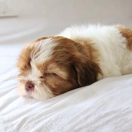 Shih Tzu Puppies from Nelly Kolomiyets