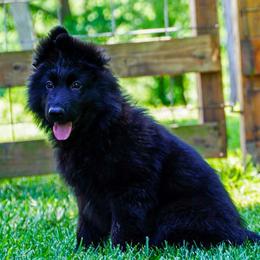 Purple Collar - Black female German Shepherd puppy in Howell, Michigan from Sheyenne’s Shepherds