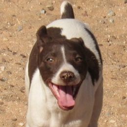 Rat Terrier Puppies from Dynamite Rat Terriers