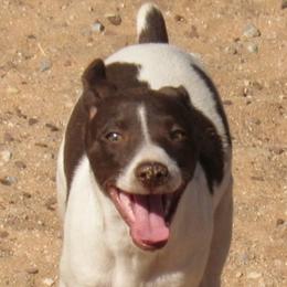 Rat Terrier Puppies from Dynamite Rat Terriers