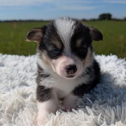 Spice - Black and tan female Pembroke Welsh Corgi puppy in Poteau, Oklahoma from Half-Pint Corgis