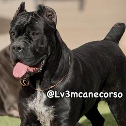 Bessie - Gray female Cane Corso puppy in Las Vegas, Nevada from LV3M Cane Corso
