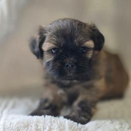Doralee - Brown female Shichon puppy in Ronda, North Carolina from Willow River