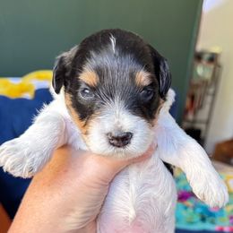 Tri Parti male Soren - Parti male Miniature Schnauzer puppy in Temple, Texas from Schnauzers Of Taylor