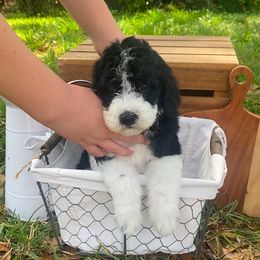 Sheepadoodle Puppies from Primrose Cottage Puppies