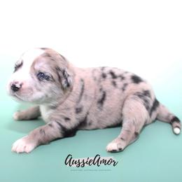 Bi Blue Merle 4 - 2 Blue eyes Long tail - Blue merle male Miniature Australian Shepherd puppy in Pinehurst, Texas from Aussie Amor