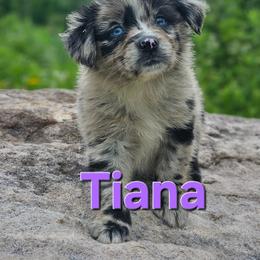 Tiana - Blue merle female Australian Shepherd puppy in Trout Run, Pennsylvania from Rose Valley Aussies