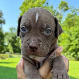 American Bully Puppies from TEXAS BULLY FAMILY
