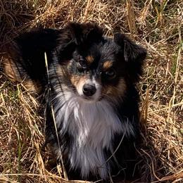 "Hopper" - Toy Australian Shepherd