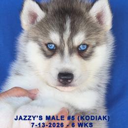 JAZZY'S MALE 5 - Gray and white male Siberian Husky puppy in Manilla, Iowa from Bruck's Siberian Huskies
