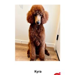 Kyra - Poodle