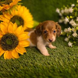 Caramel - Piebald female Dachshund puppy in Buckeye, Arizona from Duran Dachshunds