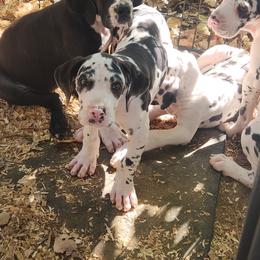 Harlequin Female 2 - Harlequin female Great Dane puppy in Gig Harbor, Washington from Lakaya Danes