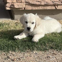 Golden Retriever Puppies from Misty River English Goldens