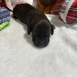 Red sable - Sable male Dachshund puppy in Pleasant Plains, Arkansas from JGBs Dachshunds