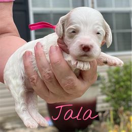 Jala - Red roan female Cockapoo puppy in Mocksville, North Carolina from Little Bear Doodles