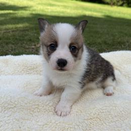 Holly - Sable and white female American Corgi puppy in Stillwater, Oklahoma from Steele Family Farms