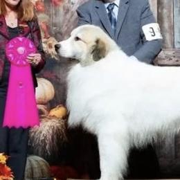 Great Pyrenees from Yelah Pyrenees