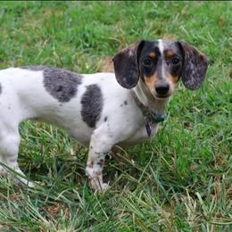 Reba - Dachshund