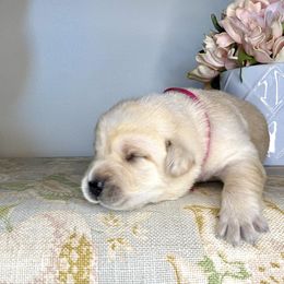 Labrador Retriever Puppies from Salt Run Retrievers