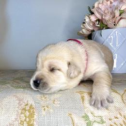 Labrador Retriever Puppies from Salt Run Retrievers