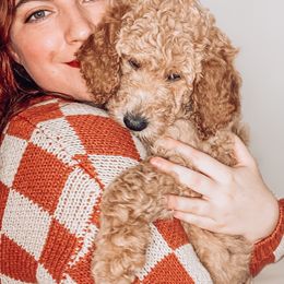 Goldendoodle Puppies from Summer Sun Doodles