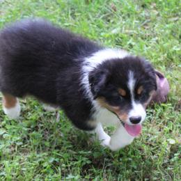 Palmer - Black tri-color male Australian Shepherd puppy in Kansas, Oklahoma from Windy G Farm