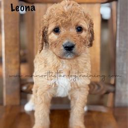 Leona - Red  female Goldendoodle puppy in Lancaster, Minnesota from North Star Dog Training