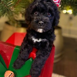 Coal - Black and chalk male Australian Labradoodle puppy in Matthews, North Carolina from Weddington Labradoodles