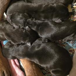 Girl 5 - Black and rust female Doberman Pinscher puppy in Vale, North Carolina from Von Katzenstein Kennel