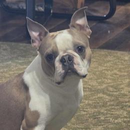 Scuttle - Boston Terrier