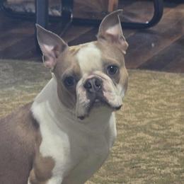 Scuttle - Boston Terrier