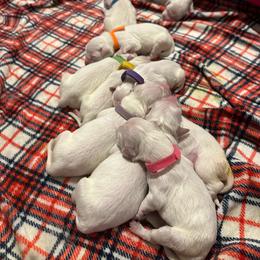 Golden Retriever puppies from Steele Goldens
