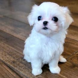 Maltese and Morkie Puppies from K and E Small Breed Puppies