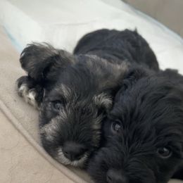 Miniature Schnauzer Puppies from Aria's Miniature Schnauzers