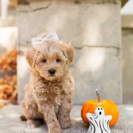 Alta - Goldendoodle puppy in Riverton, Utah from Utah Doodlebug