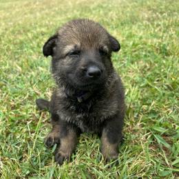 Purple Collar, sable female - Sable female German Shepherd puppy in Milan, Illinois from Stonewick German Shepherds
