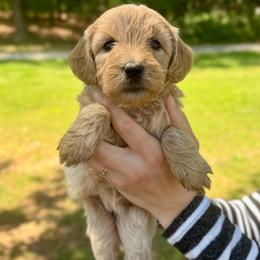 Posie - Apricot female Goldendoodle puppy in Kenansville, North Carolina from J+A Family Doodles