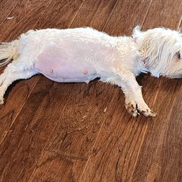 Cricket - Havanese